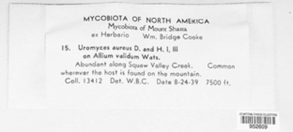 Uromyces aureus image